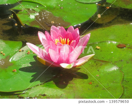 Red water lily Red water lily 139579650