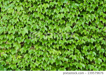 Ivy covering the entire wall Ivy covering the entire wall 139579676