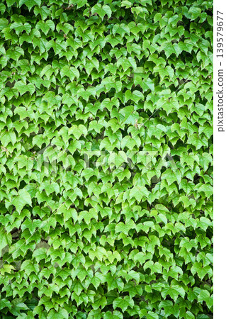 Ivy covering the entire wall 139579677