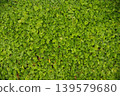 地被植物與馬蹄蓮和結節馬鞭草混生 139579680