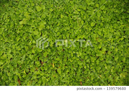 Ground cover mixed with Dichondra and Lippia nodiflora Ground cover mixed with Dichondra and Lippia nodiflora 139579680