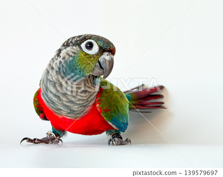 Crimson bellied conure parrot on the white background Crimson bellied conure parrot on the white background 139579697