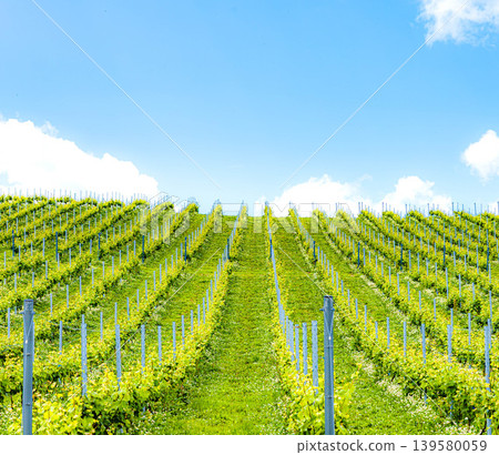 A refreshing summer scene of blue skies and vineyards, where you can feel the breeze around Furano, Hokkaido. A refreshing summer scene of blue skies and vineyards, where you can feel the breeze around Furano, Hokkaido. 139580059