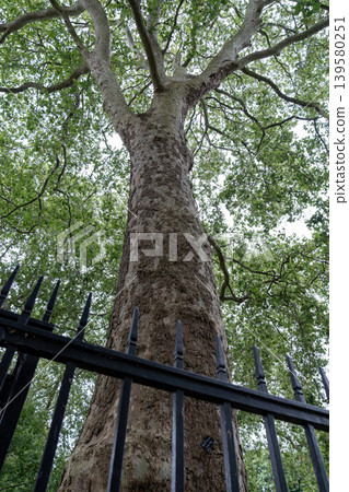 Large mature tree rises above a fenced urban green space with dense foliage. Natural environment contrasts with nearby city buildings and modern surroundings. Large mature tree rises above a fenced urban green space with dense foliage. Natural environment contrasts with nearby city buildings and modern surroundings. 139580251
