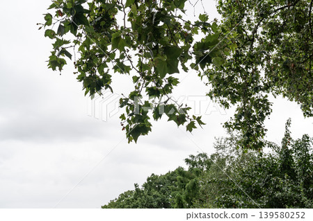 Large mature tree rises above a fenced urban green space with dense foliage. Natural environment contrasts with nearby city buildings and modern surroundings. Large mature tree rises above a fenced urban green space with dense foliage. Natural environment contrasts with nearby city buildings and modern surroundings. 139580252