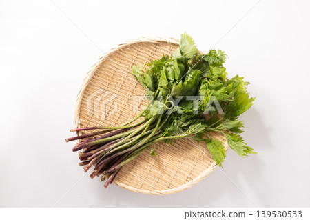 【秋田縣】愛子(野菜女王) 【秋田縣】愛子(野菜女王) 139580533