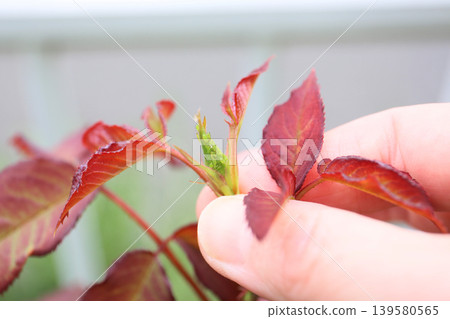 Garden pests, pest control 139580565