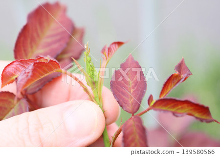 Garden pests, pest control Garden pests, pest control 139580566