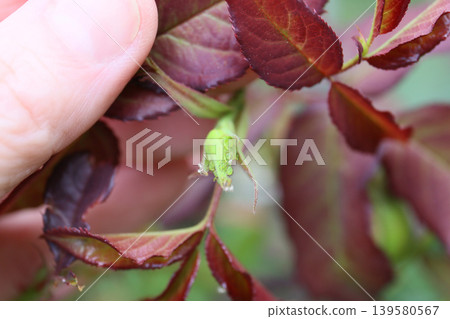 Garden pests, pest control Garden pests, pest control 139580567