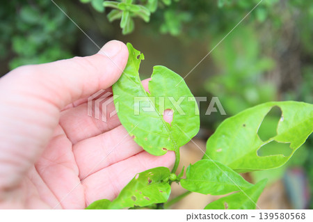 Garden pests, pest control Garden pests, pest control 139580568