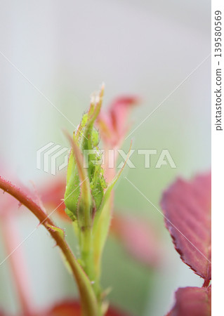 花園害蟲,害蟲防治 花園害蟲,害蟲防治 139580569