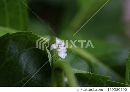 Garden pests, pest control Garden pests, pest control 139580590