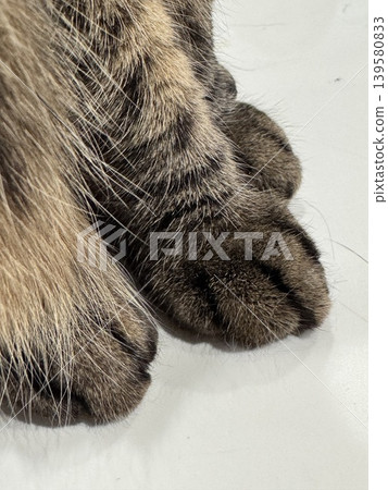 Close-up of a cat's front paws as it relaxes. Close-up of a cat's front paws as it relaxes. 139580833