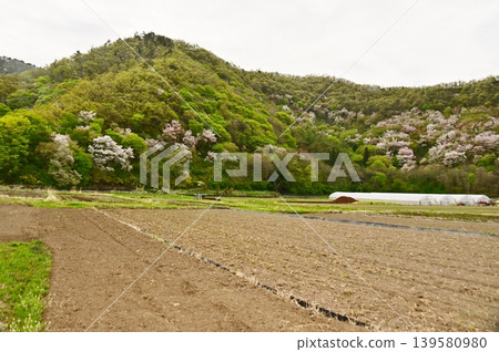 Springtime rural scenery in the countryside 139580980
