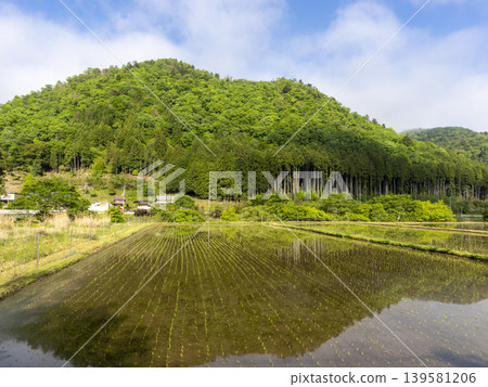 京都府南丹市宮山町,稻田裡種滿了秧苗。 京都府南丹市宮山町,稻田裡種滿了秧苗。 139581206