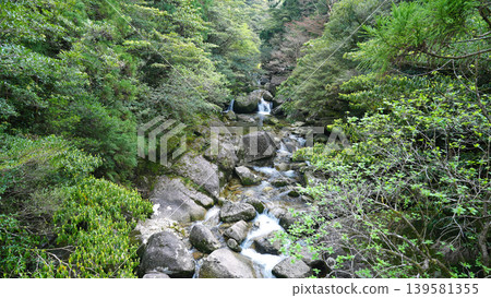 屋久島繩文杉健行 屋久島繩文杉健行 139581355
