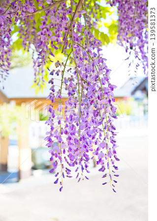 Wada Hachimangu Shrine where wisteria blooms Wada Hachimangu Shrine where wisteria blooms 139581373