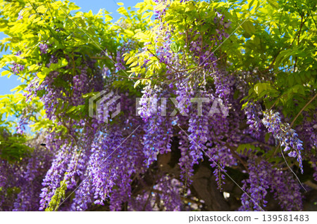 Wada Hachimangu Shrine where wisteria blooms Wada Hachimangu Shrine where wisteria blooms 139581483