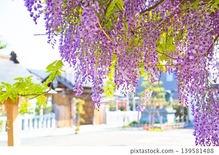 Wada Hachimangu Shrine where wisteria blooms Wada Hachimangu Shrine where wisteria blooms 139581488