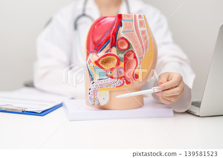 Doctor with Male Reproductive System anatomy model. Male consultation, Prostate Cancer, Enlarged prostate, Prostatitis disease, Male Infertility, Erectile dysfunction, Penis and Male genital disorder Doctor with Male Reproductive System anatomy model. Male consultation, Prostate Cancer, Enlarged prostate, Prostatitis disease, Male Infertility, Erectile dysfunction, Penis and Male genital disorder 139581523