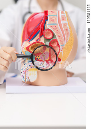 Doctor with Male Reproductive System anatomy model. Male consultation, Prostate Cancer, Enlarged prostate, Prostatitis disease, Male Infertility, Erectile dysfunction, Penis and Male genital disorder Doctor with Male Reproductive System anatomy model. Male consultation, Prostate Cancer, Enlarged prostate, Prostatitis disease, Male Infertility, Erectile dysfunction, Penis and Male genital disorder 139581525