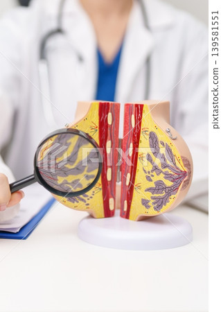 Doctor with Breast Anatomy model. Breast Augmentation Surgery, October Breast Cancer Awareness month, implant, Diagnosis, Beauty woman enlargement and medical education concept Doctor with Breast Anatomy model. Breast Augmentation Surgery, October Breast Cancer Awareness month, implant, Diagnosis, Beauty woman enlargement and medical education concept 139581551