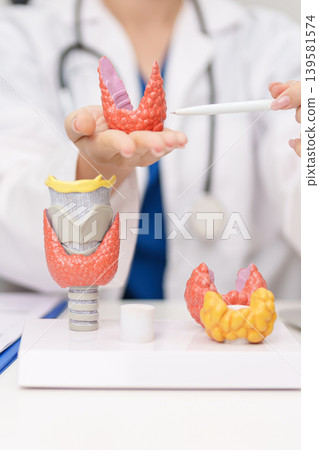 Doctor with human Thyroid anatomy model. Hyperthyroidism, Hypothyroidism, Hashimoto Thyroiditis, Thyroid Tumor and Cancer, Postpartum, Papillary Carcinoma and Health concept 139581574