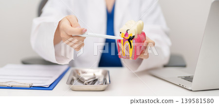 Dentist with tooth Anatomy model. Oral Teeth decay and disease, Scrape off tartar. March Oral health, Dentist Day, False Teeth. Toothache and Children Dental Health Month and Orthodontic Health Day 139581580