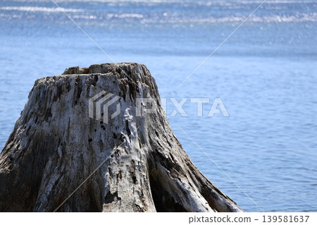 driftwood stump driftwood stump 139581637