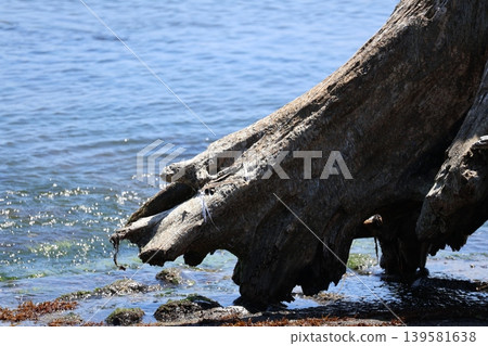 The root of a drifting tree The root of a drifting tree 139581638