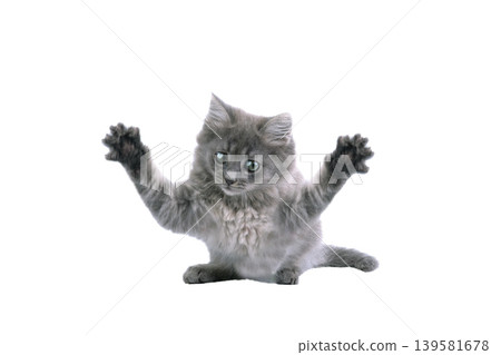 gray kitten jumping isolated on white background 139581678