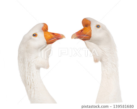white goose isolated on a white background white goose isolated on a white background 139581680