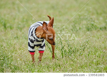 可愛的迷你杜賓犬肖像 可愛的迷你杜賓犬肖像 139581803