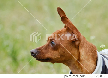 可愛的迷你杜賓犬肖像 可愛的迷你杜賓犬肖像 139581805