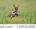 可愛的迷你杜賓犬肖像 139581806