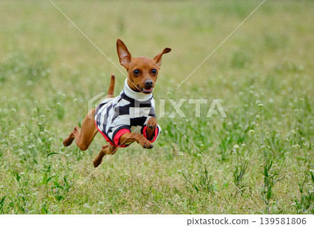 可愛的迷你杜賓犬肖像 可愛的迷你杜賓犬肖像 139581806
