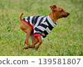 可愛的迷你杜賓犬肖像 139581807