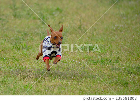 可愛的迷你杜賓犬肖像 可愛的迷你杜賓犬肖像 139581808