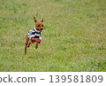 可愛的迷你杜賓犬肖像 139581809