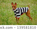 可愛的迷你杜賓犬肖像 139581810