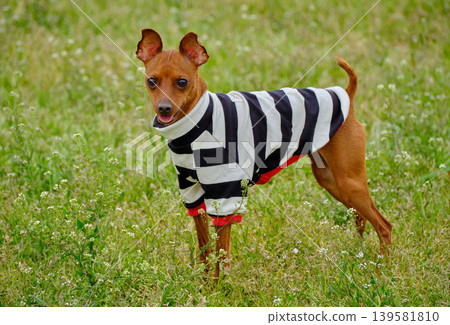 可愛的迷你杜賓犬肖像 可愛的迷你杜賓犬肖像 139581810