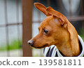 可愛的迷你杜賓犬肖像 139581811
