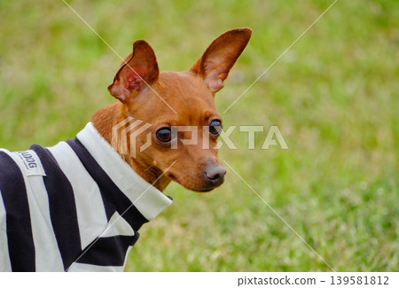 可愛的迷你杜賓犬肖像 可愛的迷你杜賓犬肖像 139581812