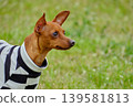 可愛的迷你杜賓犬肖像 139581813