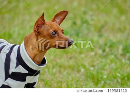 可愛的迷你杜賓犬肖像 可愛的迷你杜賓犬肖像 139581813