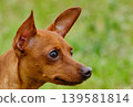 可愛的迷你杜賓犬肖像 139581814