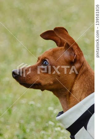 可愛的迷你杜賓犬肖像 可愛的迷你杜賓犬肖像 139581816