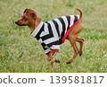 可愛的迷你杜賓犬肖像 139581817