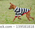 可愛的迷你杜賓犬肖像 139581818