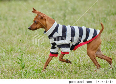 可愛的迷你杜賓犬肖像 139581818